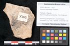Foto (Objekt + Etikett) von Araucaria sternbergii Goeppert (NHMW-GEO-2024-0188-8305)